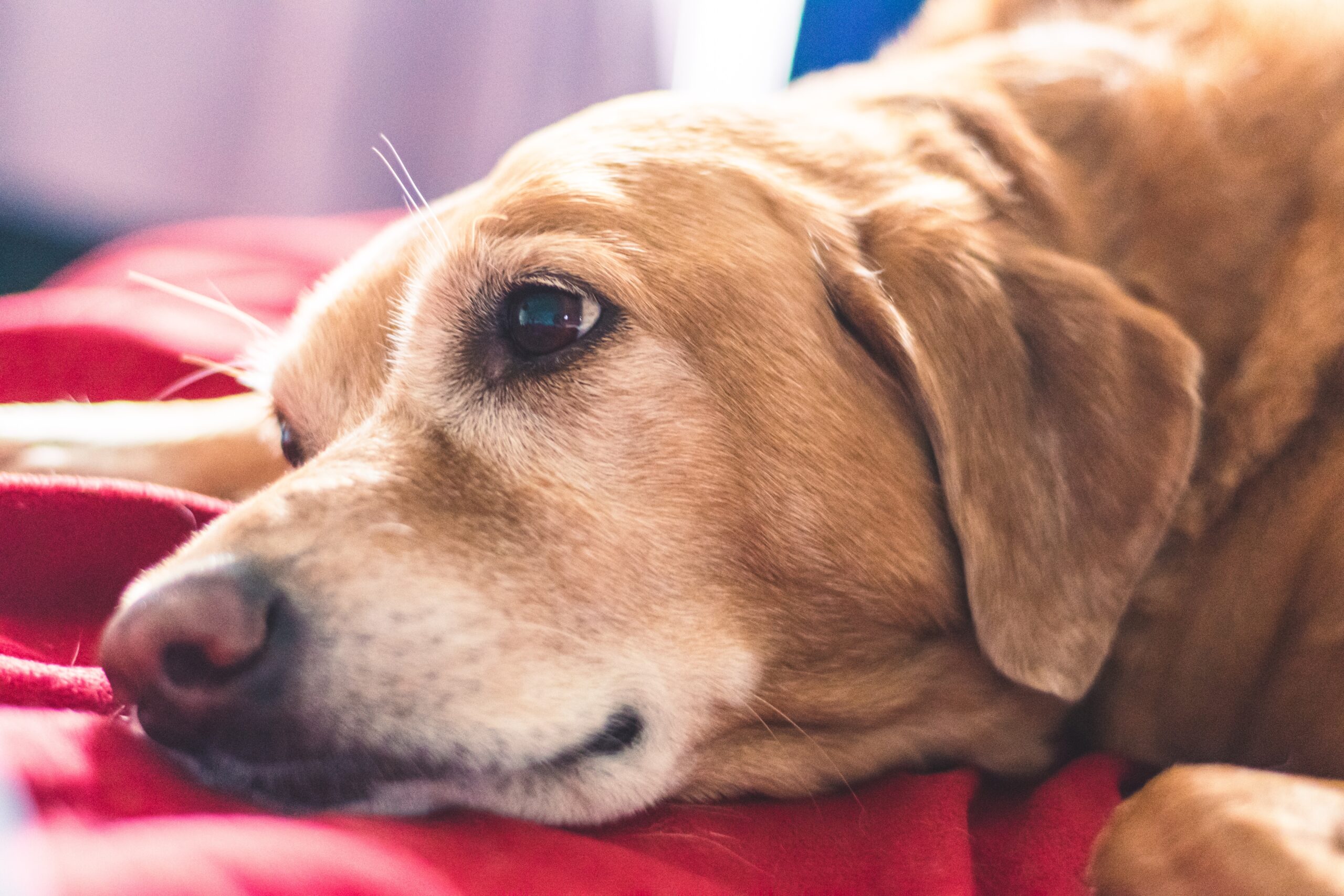 Sei consigli per prendersi cura del cane anziano